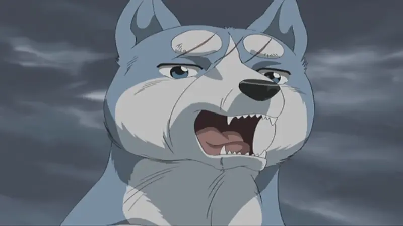 The silver Akita pup Gin barking defiantly against a dark gray cloudy sky in Ginga Nagareboshi Gin.